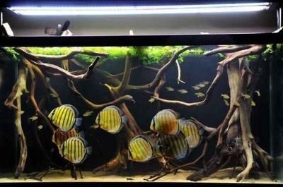 魚缸水泵的選擇與保養：魚缸水泵的維護與保養