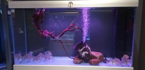 魚缸水泵的選擇與保養：魚缸水泵的維護與保養