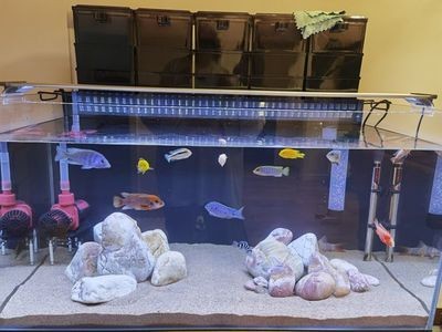 魚缸過濾系統(tǒng)選型建議：魚缸過濾器選型建議