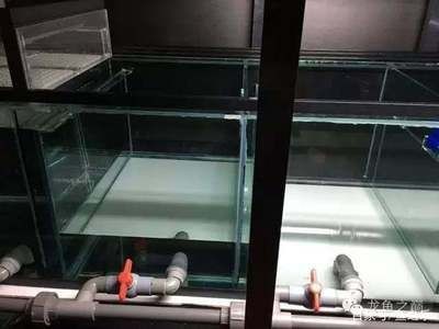 魚缸改造的藝術與技巧：魚缸改底濾打孔怎么處理 魚缸改造的藝術與技巧：魚缸改底濾打孔怎么處理 魚缸百科 第2張