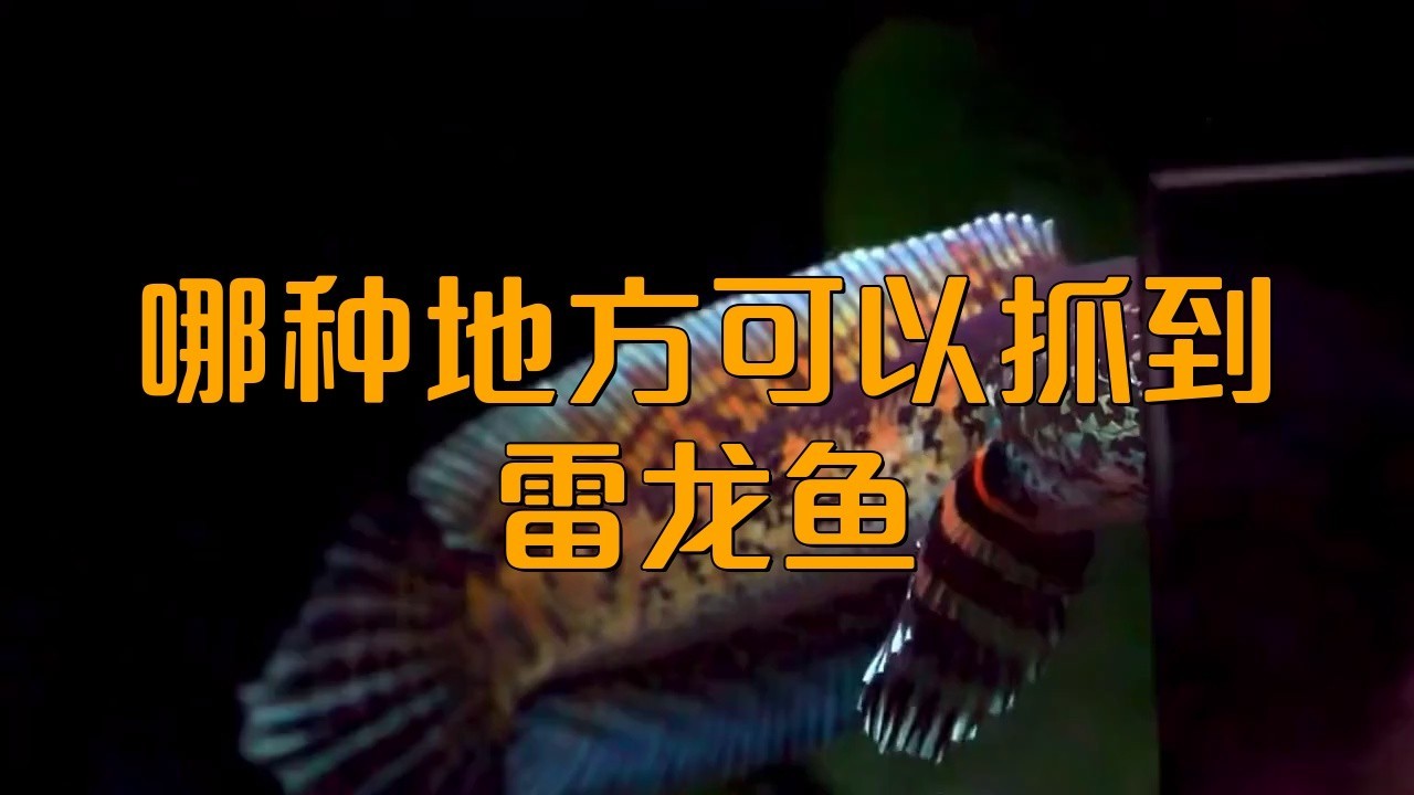 哪種地方可以抓到雷龍魚(yú)呢