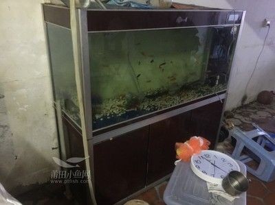 買那種魚缸好（超白玻璃魚缸的價格范圍魚缸恒溫系統的選購技巧）