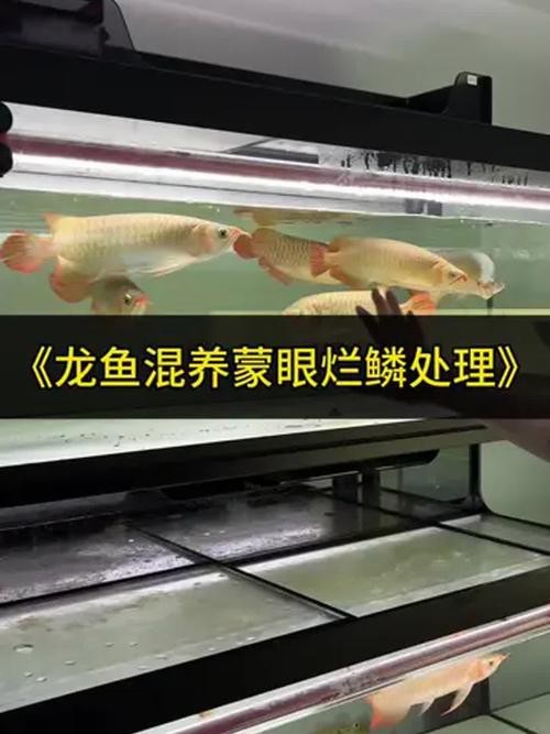 有哪些龍魚專用眼藥水推薦？