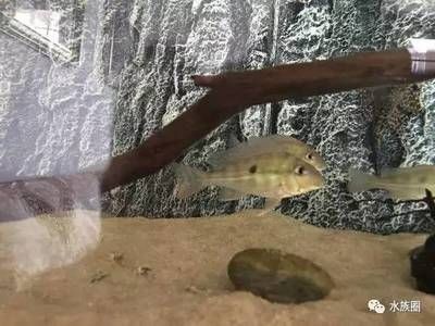 魚缸底砂選擇海沙是一種常見的魚缸底砂選擇技巧養魚愛好者都知道：海沙在魚缸中的作用