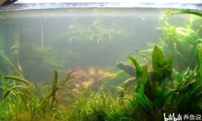 河蚌養在魚缸可以凈化水嗎視頻（如何在魚缸中養河蚌？）