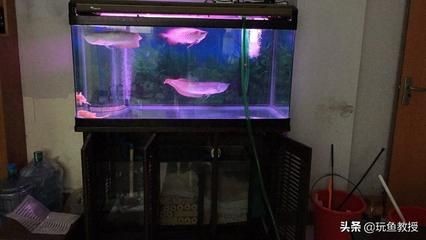 魚缸水渾濁如何處理