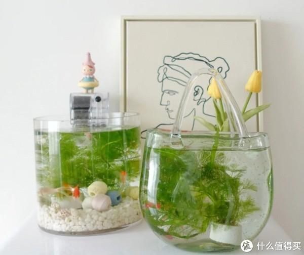 魚缸水渾濁如何處理