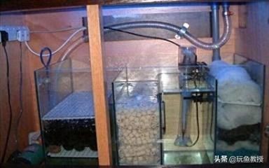 魚缸水渾濁如何處理