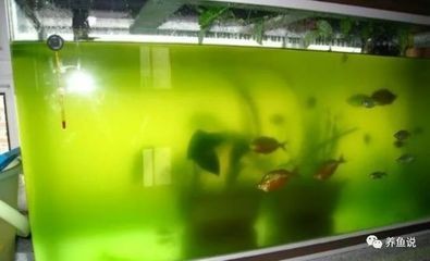 魚缸里出現綠藻怎么辦（魚缸里出現綠藻怎么辦魚缸里出現綠藻怎么辦）