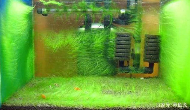 魚缸里出現綠藻怎么辦（魚缸里出現綠藻怎么辦魚缸里出現綠藻怎么辦）