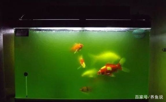 魚缸里出現綠藻怎么辦（魚缸里出現綠藻怎么辦魚缸里出現綠藻怎么辦）