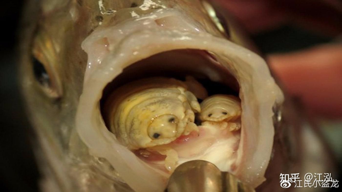 龍魚(yú)嘴撞歪了怎么辦：龍魚(yú)嘴撞歪了怎么辦龍魚(yú)嘴撞歪了怎么辦 龍魚(yú)嘴撞歪了怎么辦：龍魚(yú)嘴撞歪了怎么辦龍魚(yú)嘴撞歪了怎么辦 龍魚(yú)百科 第3張