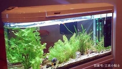 魚缸消毒的幾種方法：如何給魚缸消毒？