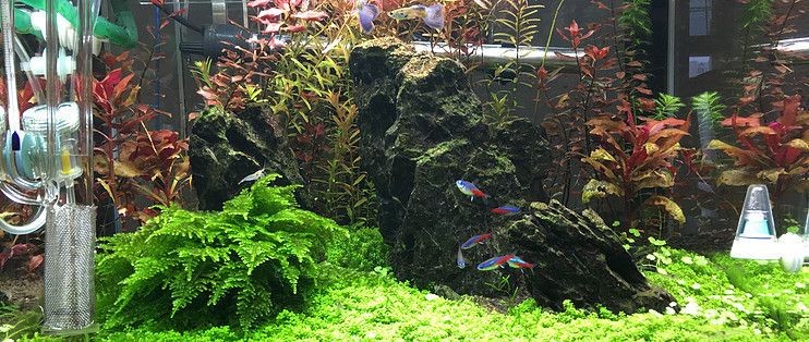 魚缸擦哪種好用:魚缸清潔效果和彎口鑷子使用注意事項 魚缸百科 第2張 魚缸擦哪種好用:魚缸清潔效果和彎口鑷子使用注意事項 魚缸擦哪種好用:魚缸清潔效果和彎口鑷子使用注意事項 魚缸百科 第2張