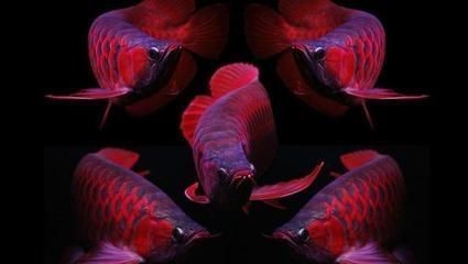 紅龍魚體型的描述怎么寫（關于紅龍魚體型描述的寫作要點）