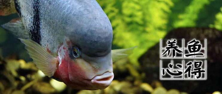 紅塔區(qū)頤神苑水族店（紅塔區(qū)頤神苑水族店電話）