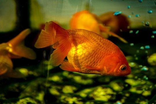 紅鯉魚魚缸生態平衡魚缸生態平衡對魚缸生態平衡的重要性：紅鯉魚魚缸容易臟怎么辦 紅鯉魚魚缸生態平衡魚缸生態平衡對魚缸生態平衡的重要性：紅鯉魚魚缸容易臟怎么辦 魚缸百科 第3張
