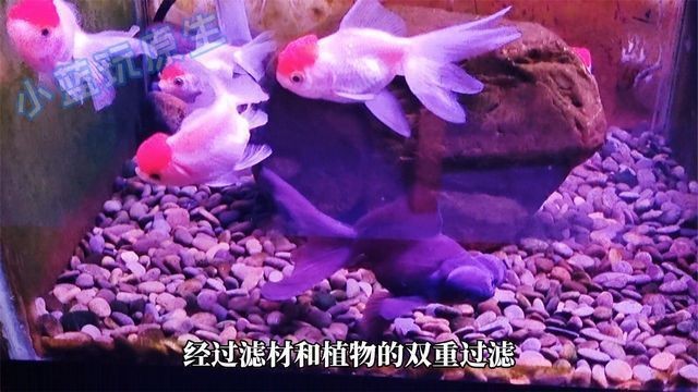 魚缸動(dòng)畫視頻：創(chuàng)新的魚缸動(dòng)畫視頻制作方法：魚缸動(dòng)畫背后故事