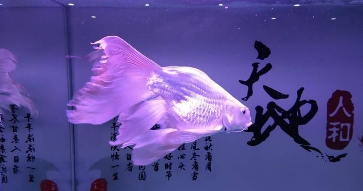魚缸水質(zhì)清潔的最佳實(shí)踐：關(guān)于魚缸水質(zhì)清潔最佳實(shí)踐的建議