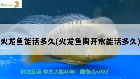 金川區杭州路藏龍閣觀賞魚店（金川區杭州路藏龍閣觀賞魚店電話）