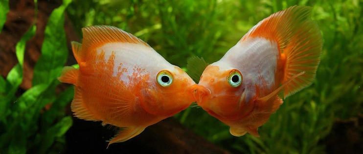 三間魚缸內植物選擇：三間魚缸內植物的選擇與布局