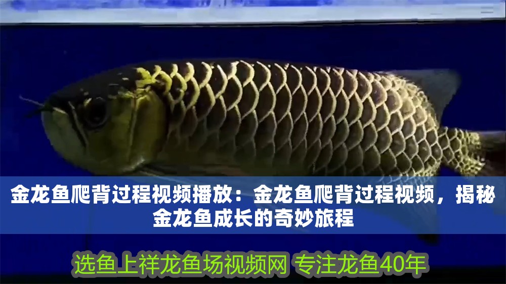 金龍魚爬背過程視頻播放：金龍魚爬背過程視頻，揭秘金龍魚成長的奇妙旅程