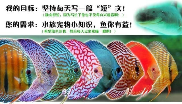 龍魚混養魚推薦哪種好看：龍魚混養魚推薦，哪種魚最適合與龍魚共存？