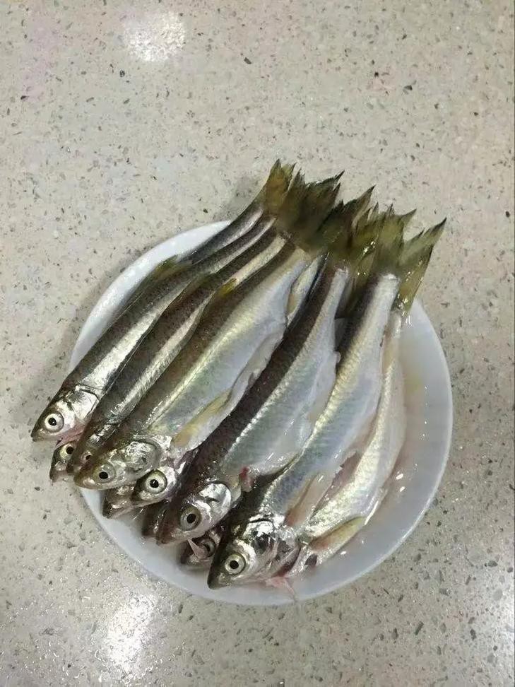 舟山小白龍魚 舟山小白龍魚 龍魚百科 第3張