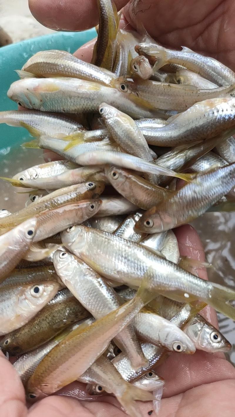 舟山小白龍魚 舟山小白龍魚 龍魚百科 第2張