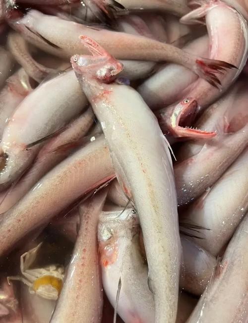 舟山小白龍魚 舟山小白龍魚 龍魚百科 第6張