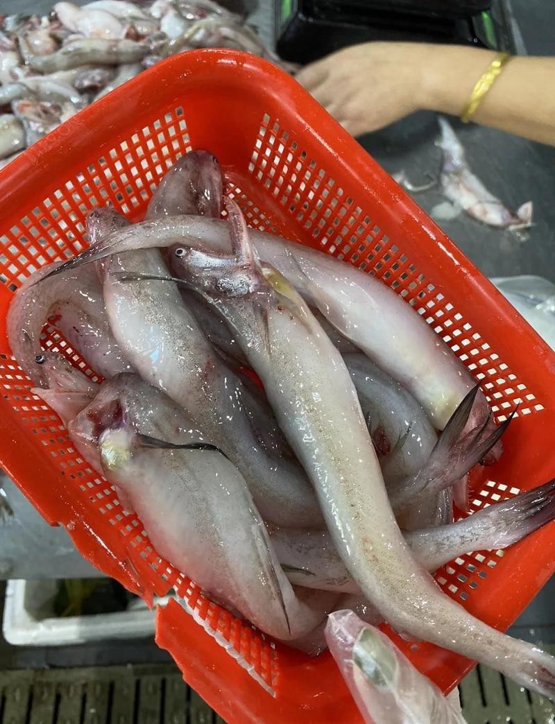 舟山小白龍魚 舟山小白龍魚 龍魚百科 第7張