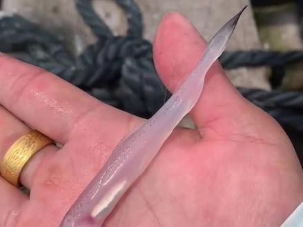 舟山小白龍魚 舟山小白龍魚 龍魚百科 第10張