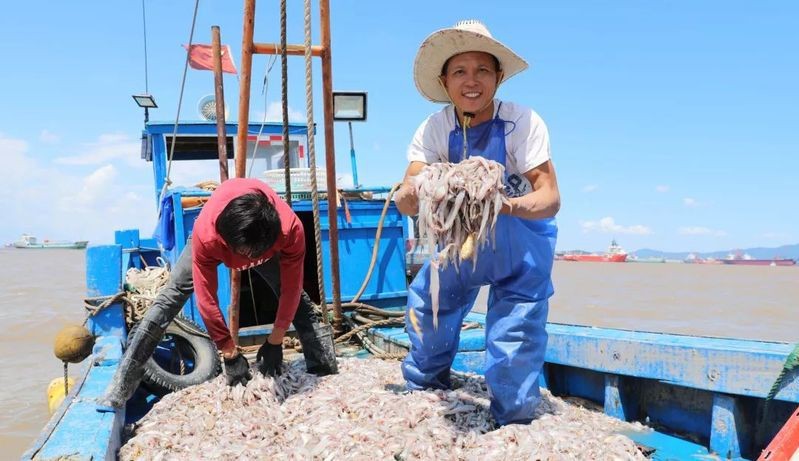 舟山小白龍魚 舟山小白龍魚 龍魚百科 第13張