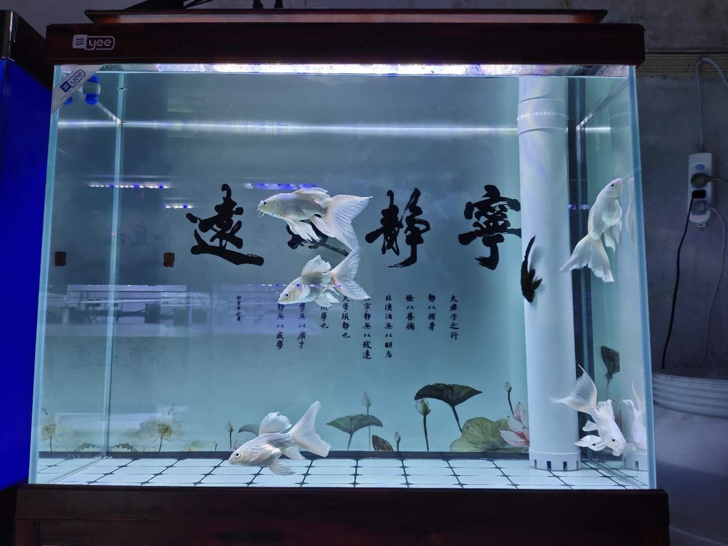 善十魚缸：善十魚缸價格對比分析“善十魚缸”價格對比分析