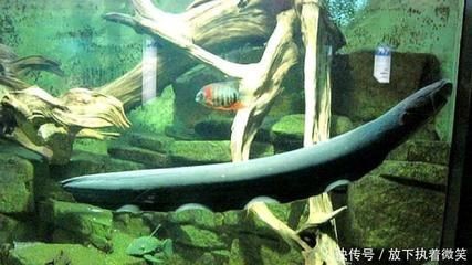 善十魚缸：善十魚缸價格對比分析“善十魚缸”價格對比分析