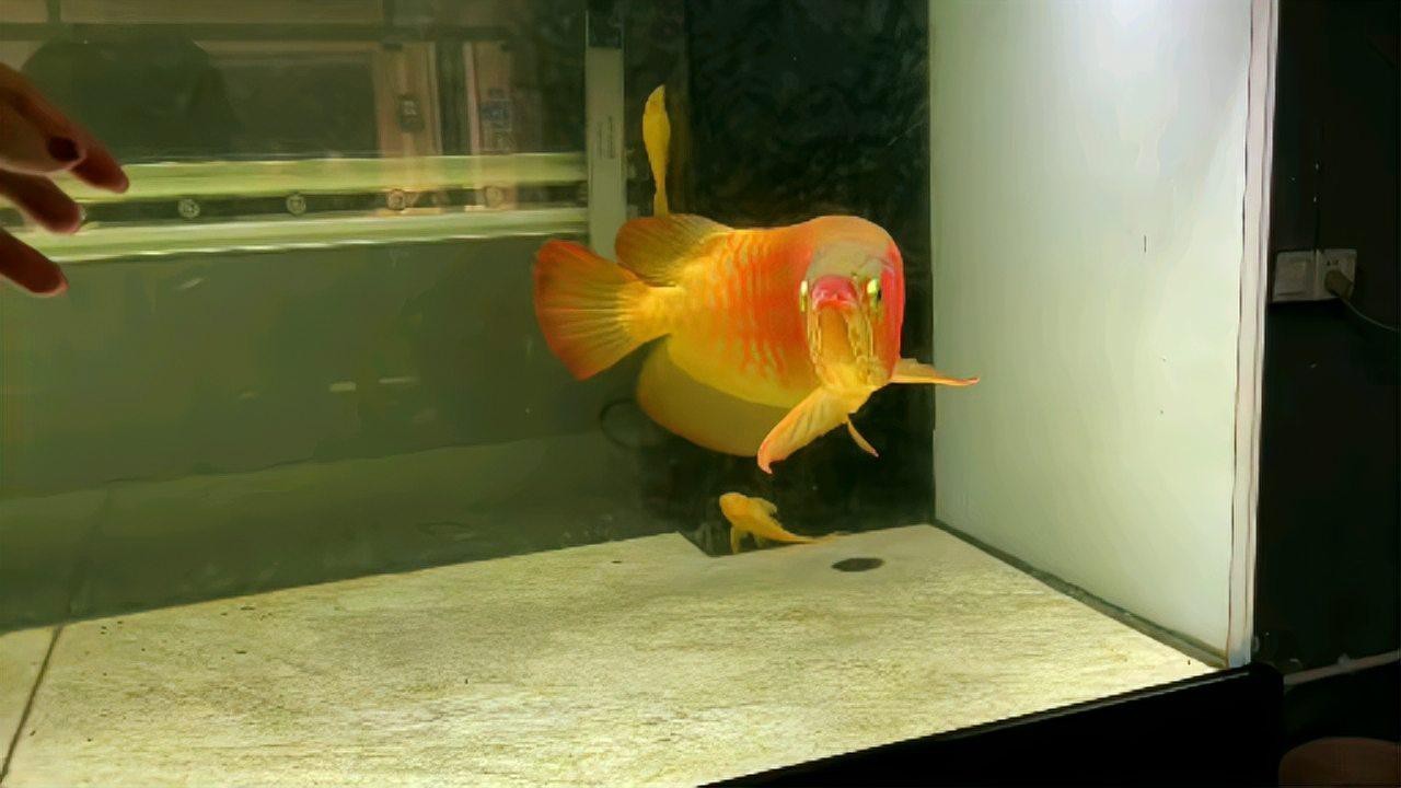 超級(jí)大紅龍魚視頻
