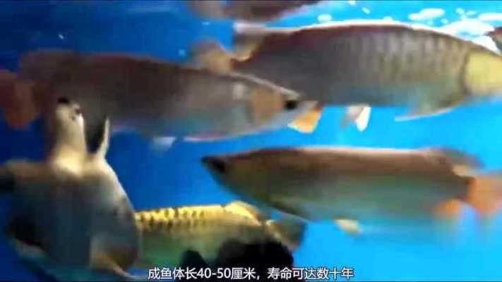 廣州魚(yú)類(lèi)市場(chǎng)價(jià)格表大全最新(廣州市場(chǎng)水魚(yú)價(jià)格多少)