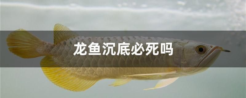 龍魚鱗片分布圖：龍魚鱗片的分布與功能