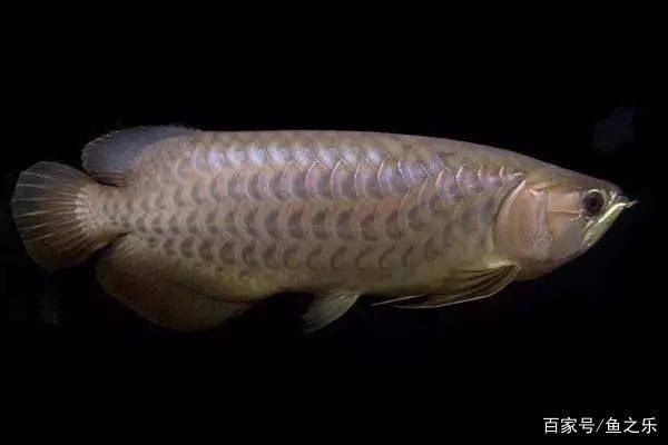 龍魚鱗片分布圖：龍魚鱗片的分布與功能