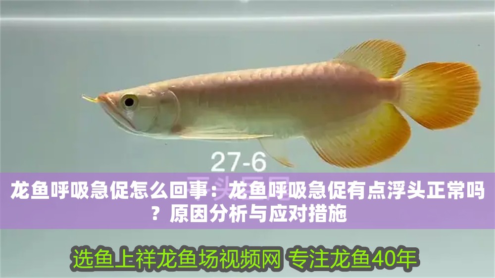 龍魚呼吸急促怎么回事：龍魚呼吸急促有點浮頭正常嗎？原因分析與應對措施