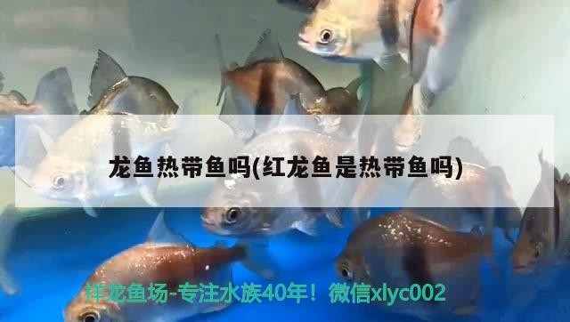 安溪縣鳳城泉福魚具店 安溪縣鳳城泉福魚具店 全國水族館企業(yè)名錄 第3張