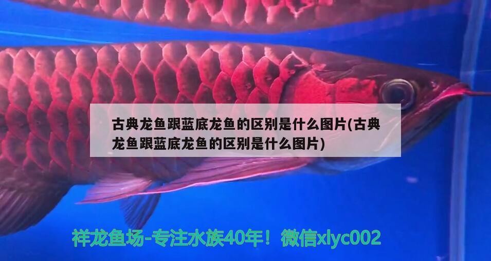 安溪縣鳳城泉福魚具店 安溪縣鳳城泉福魚具店 全國水族館企業(yè)名錄 第4張