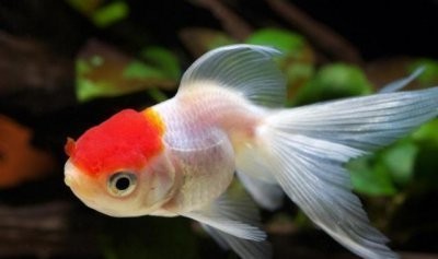 魚缸水發白霧蒙蒙的有顆粒（如何正確使用硝化細菌制劑魚缸過濾系統維護指南）