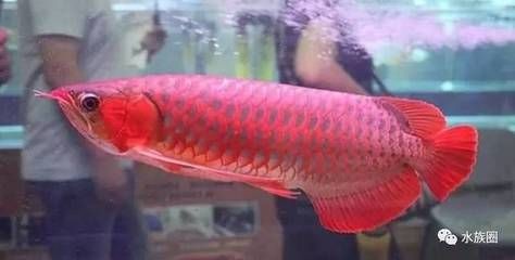 家里養的紅龍魚突然死了代表什么：家里養的紅龍魚突然死了預示著什么