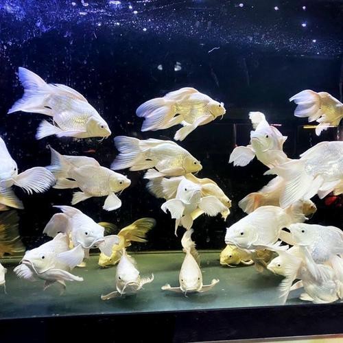 蝴蝶鯉可以和龍魚混養嗎圖片 龍魚百科 第2張 蝴蝶鯉可以和龍魚混養嗎圖片 蝴蝶鯉可以和龍魚混養嗎圖片 龍魚百科 第2張