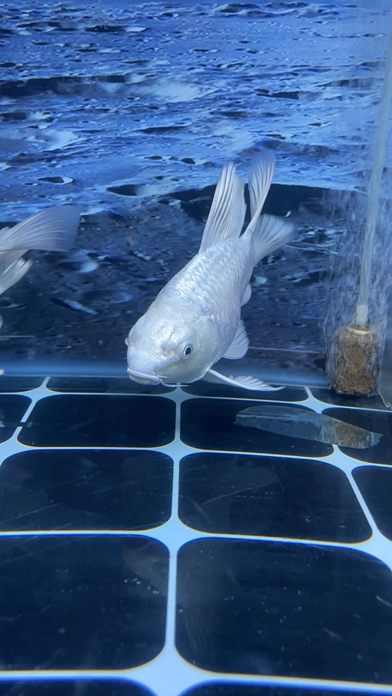 蝴蝶鯉可以和龍魚混養嗎圖片 龍魚百科 第7張 蝴蝶鯉可以和龍魚混養嗎圖片 蝴蝶鯉可以和龍魚混養嗎圖片 龍魚百科 第7張