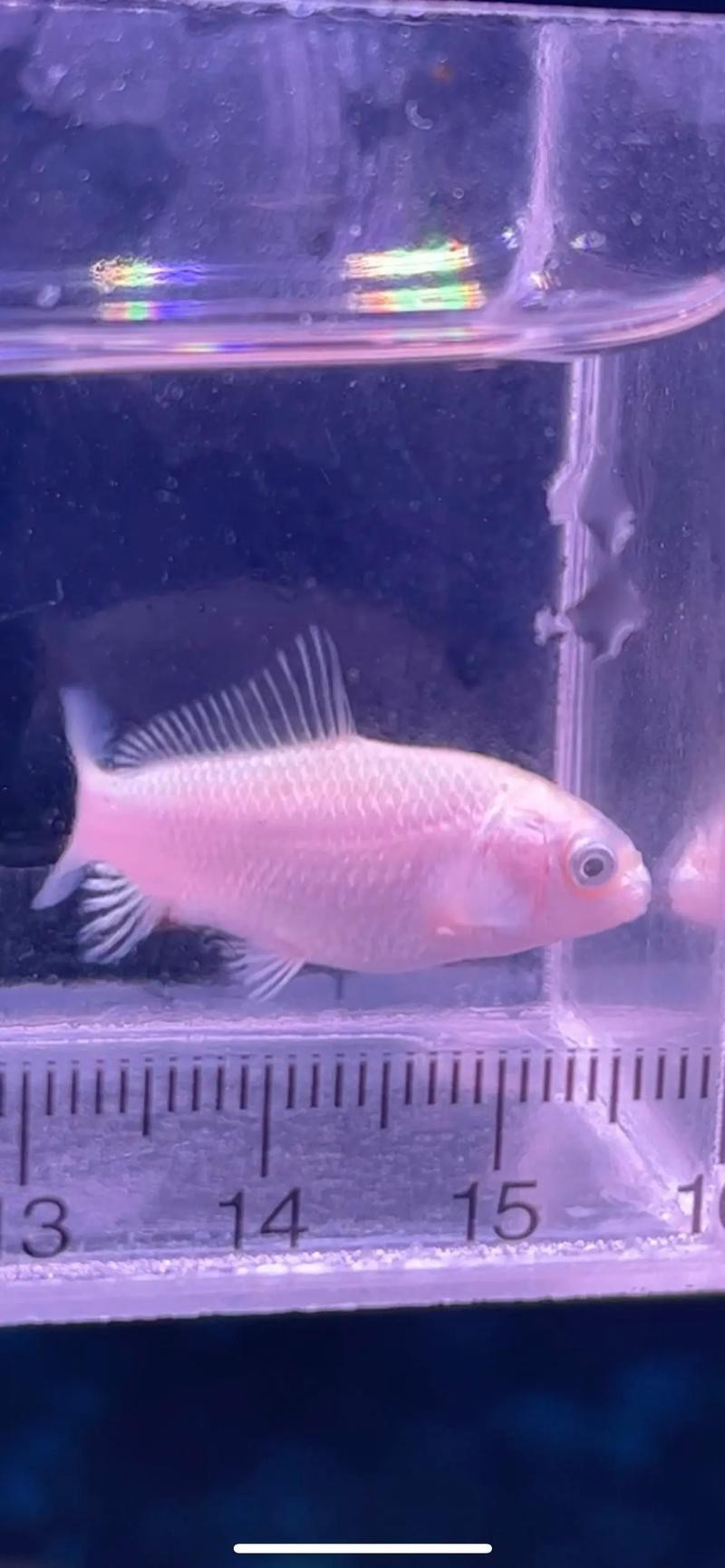 蝴蝶鯉可以和龍魚混養嗎圖片 龍魚百科 第6張 蝴蝶鯉可以和龍魚混養嗎圖片 蝴蝶鯉可以和龍魚混養嗎圖片 龍魚百科 第6張