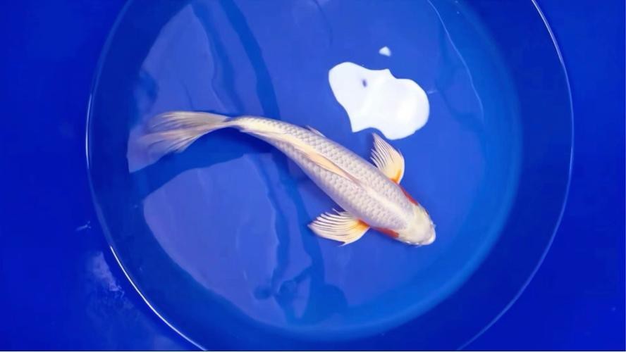 蝴蝶鯉可以和龍魚混養嗎圖片 龍魚百科 第13張 蝴蝶鯉可以和龍魚混養嗎圖片 蝴蝶鯉可以和龍魚混養嗎圖片 龍魚百科 第13張