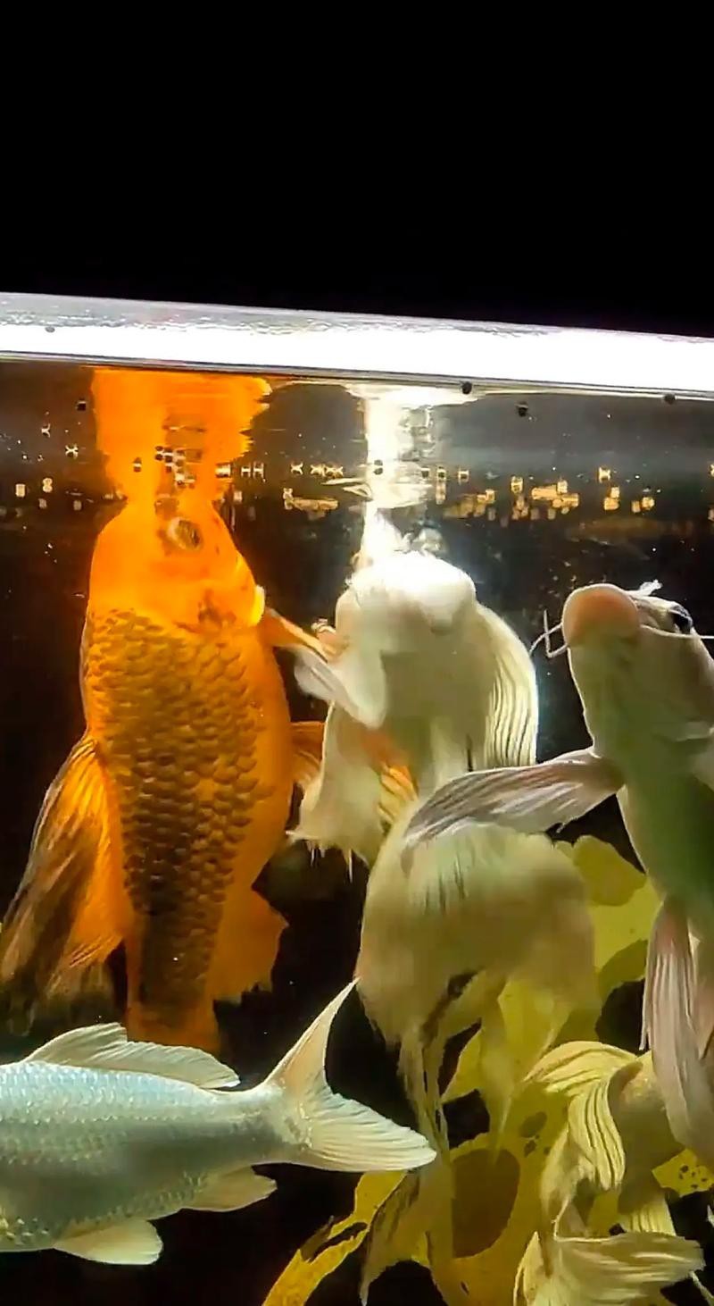 蝴蝶鯉可以和龍魚混養嗎圖片 龍魚百科 第9張 蝴蝶鯉可以和龍魚混養嗎圖片 蝴蝶鯉可以和龍魚混養嗎圖片 龍魚百科 第9張