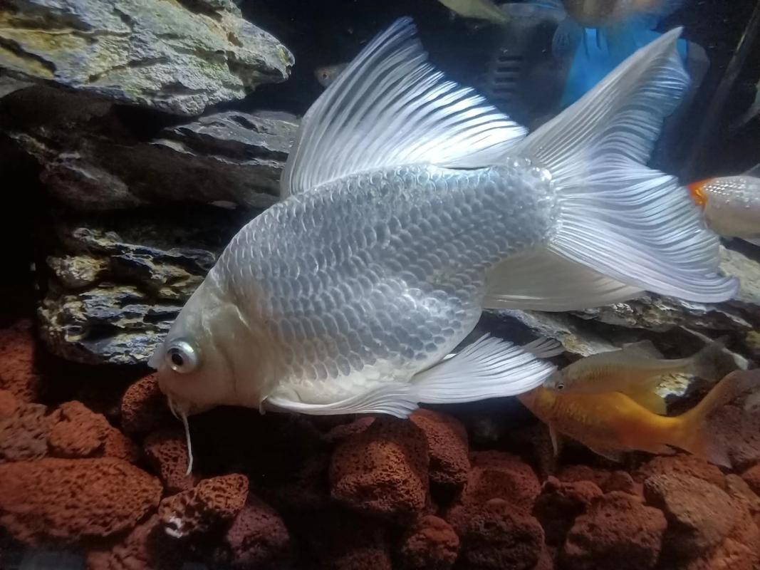 蝴蝶鯉可以和龍魚混養嗎圖片 龍魚百科 第14張 蝴蝶鯉可以和龍魚混養嗎圖片 蝴蝶鯉可以和龍魚混養嗎圖片 龍魚百科 第14張